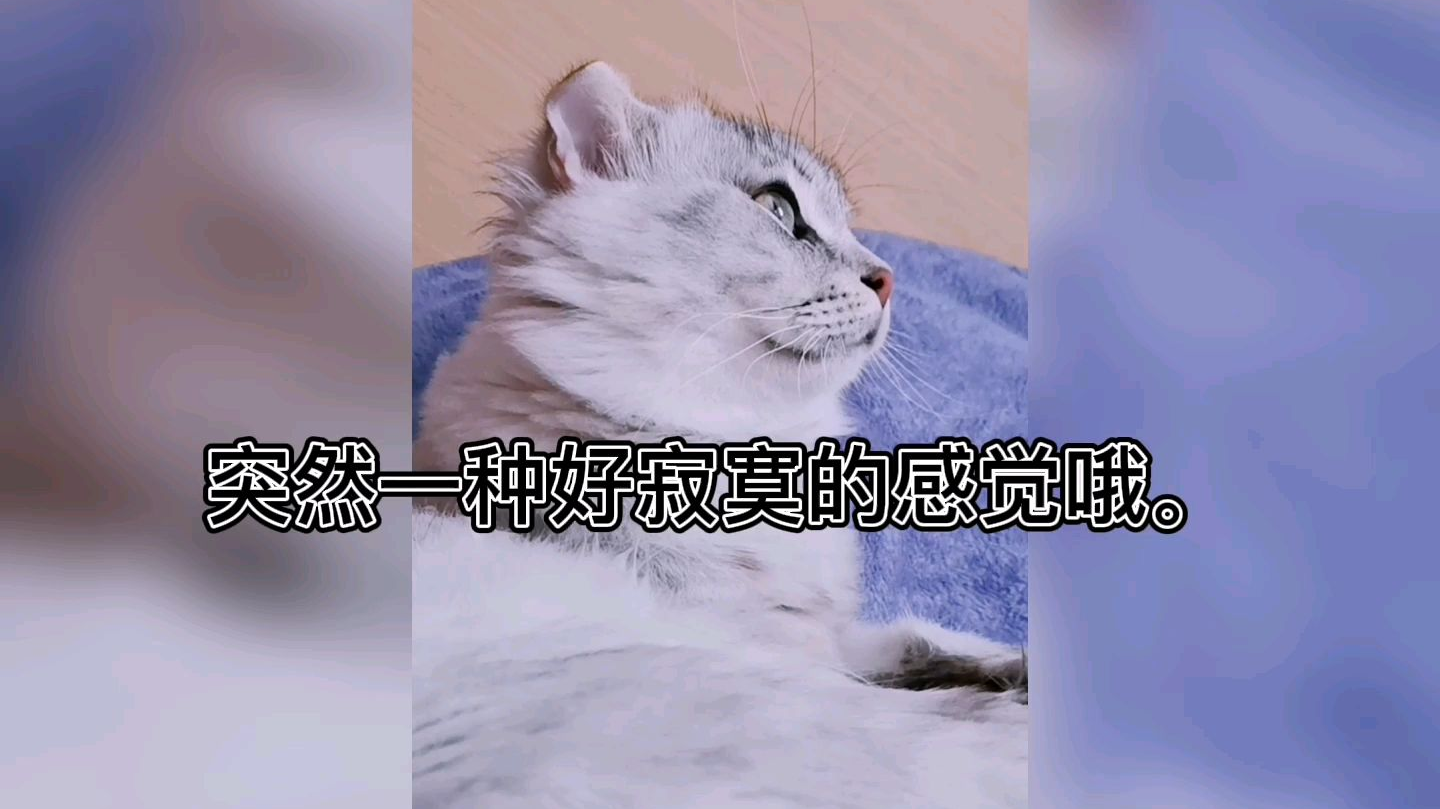 会100种舔毛方法的雪糕,我们来啦!